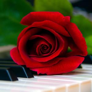 2905 Red Rose Piano
