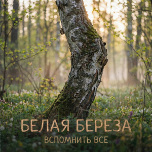 Белая берёза