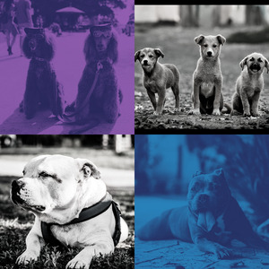 柔和的小狗时刻