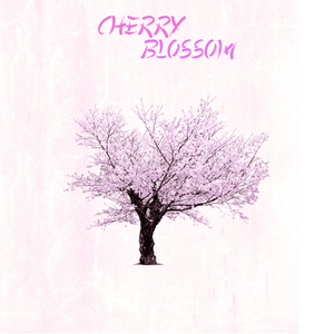 Cherry Blossom