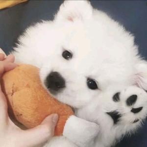 Geebar / Capper-雪distance x 褪色的佛（ひろまさ様 remix）