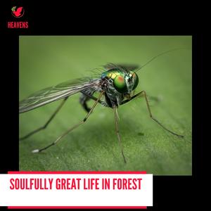 Felled Trees Creaking