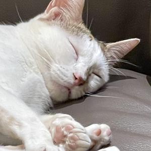 眼泪 范晓萱cover1