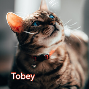 Tobey