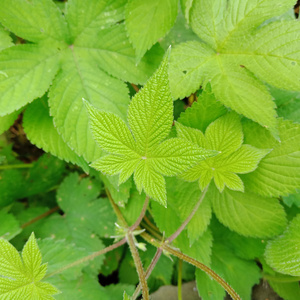 惊蛰 口琴版（翻自 陈致逸）