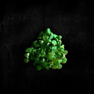 Basilíka (feat. Guðmundur Arnþór Hreinsson, Gunnar Sigfús Björnsson, Magnús Skúlason, Ragnar Már Jónsson & Tumi Torfason)