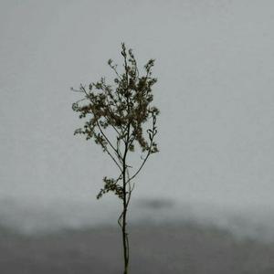 言不由衷说不想你