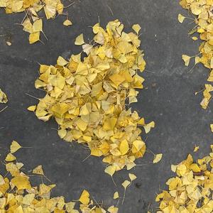 如果声音不记得（钢琴版）