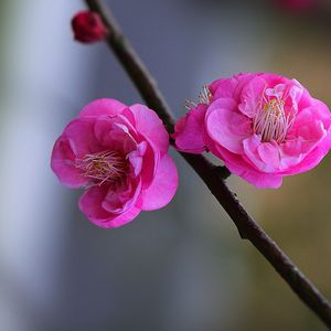 夜夜笙歌-伴奏 伴奏