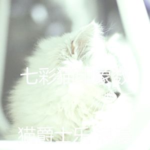 微妙的小猫心情