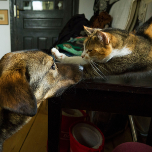 Purr of the Twilight Moon