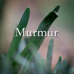 Murmur