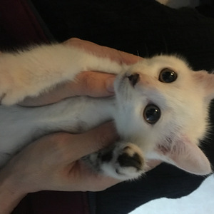 被契约线捆住的妖猫