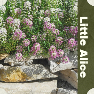 Groovin' Lindy Hop Jamboree, Eddie Miller Who Me