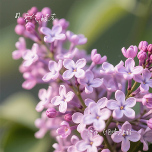 丁香花（烟嗓男版）