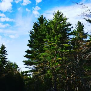 Hilos en la Tapicería