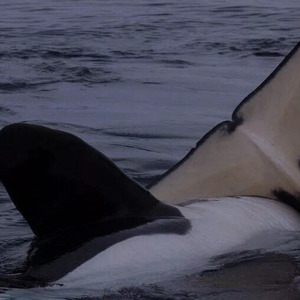 Killer Whales（2）