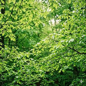 新緑（instrumental）