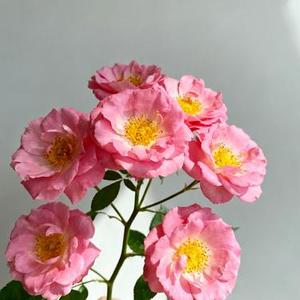 山河故人 (Cover 李宇春)
