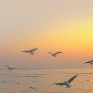 喜鹊登枝cover.丁艳