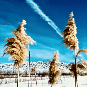 Жұлдыз жарық星光