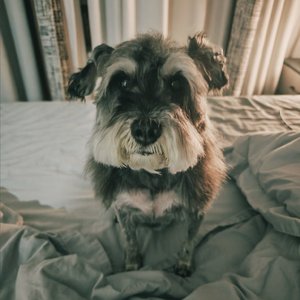 猫咪与雪纳瑞之遇