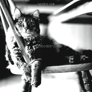 一尘不染小猫印象数