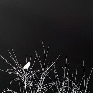 鬣狗（Prod by CJBeaZShop）