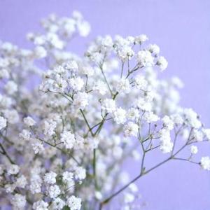 廉价的幸福 (星野雾 Remix)