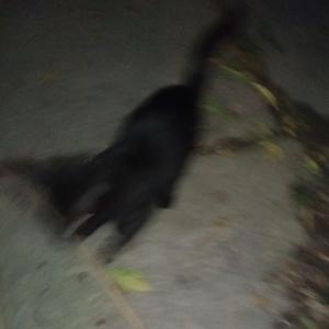 i am working towards a secret goal and i'm not telling you what it is but when it's done you're gonna see it and be able to tell that it was me