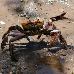 MEGA DO TRIO DA PUTARIA É BANG BANG