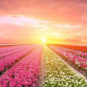 花々が与えてくれる安らぎと喜び - 自律神経に優しいリラックス音楽 -