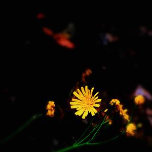 Flores ao luar (feat. Dunnck)