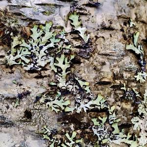 Drifting Reflections