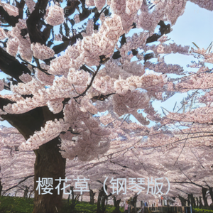 樱花草（纯音乐）