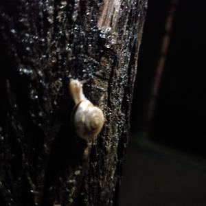 雨爱（cover 杨丞琳！）