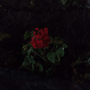 En una flor
