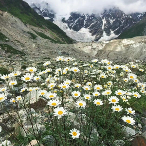 到此为止(cover连诗雅)