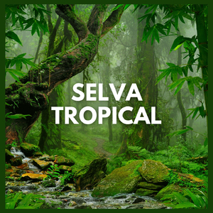 Selva Tropical (P55)