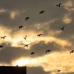 舔狗中的失败者