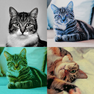 温和可爱的猫梦想