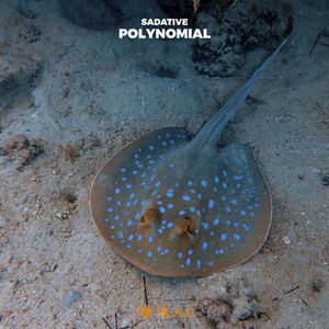 Polynomial