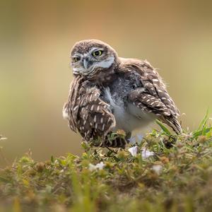 Măi puiuț de rândunea’ (feat. Andreea Brindu & Ion Cornea)