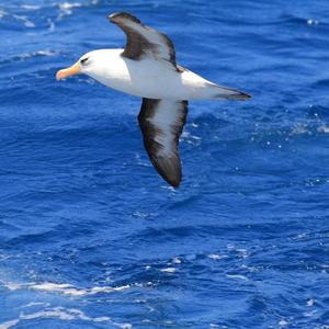 喜欢关于星空的一切，还有大海和白鹭