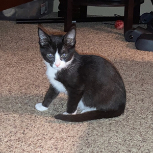 Arwen