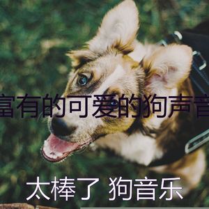 有趣可爱的狗情怀