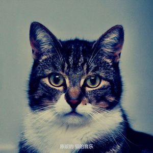 安静的放松的猫声音