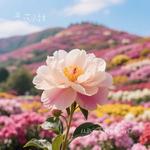 从此我等风等雨不等你 - 花小甜 专辑封面