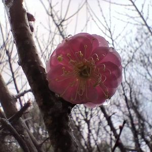 霜雪千年（男生版）