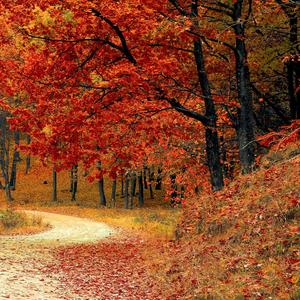 가을 산책(Autumn Walk)